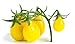 foto Semi di pomodoro di pera gialla - Lycopersicon esculentum recensione