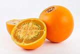 Asklepios-seeds® - 100 Semi di Solanum quitoense foto, nuovo 2024, miglior prezzo EUR 4,99 recensione