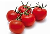 POMODORO CILIEGINO NERO 30 SEMI Pomodorino Dolce Alta Resa Black Cherry Tomato foto, nuovo 2024, miglior prezzo EUR 4,98 recensione