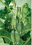 Plantree Semi di ortaggi Cetriolo Vlatko F1 Organicamente Cresciuto Ibrido Russo Non OGM foto, nuovo 2024, miglior prezzo  recensione