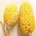 foto Plantree Fd950 Ananas semi di mais Heirloom semi di ortaggi biologici Popcorn Non-Gm 10Pc A recensione
