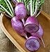 foto 200 semi VIOLA daikon â € “di verdure asiatica - giapponese Unico viola ravanello recensione