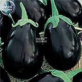 Visa Store 2018 vendita calda Davitu melanzane nero grandi semi di ortaggi, 100 semi, organici gustosi per la casa giardino E4327I foto, nuovo 2024, miglior prezzo  recensione