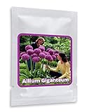 Aglio gigante (Allium Giganteum) - 30 semi / pacco - aglio decorativo, grandi dimensioni foto, nuovo 2024, miglior prezzo EUR 4,95 recensione