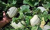 Go Garden 'Cantaloupe- Delicious 51 Semi di Melone Verdure 80 – 90 ct (3G) Molto Dolce foto, nuovo 2024, miglior prezzo  recensione