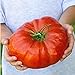 foto AGROBITS 100 nutrienti semi di anguria Pomodoro costoluto, enorme, sapore ricco, facile crescere Il mondo & # 39; s piÃ¹ grande bistecca recensione