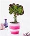 foto Pinkdose 100 Pezzi Bonsai Spurge Plant, Piante succulente a Forma di ventaglio, Rare Cactus Succulente Bonsai per Piante da Giardino piantine Fai da Te: 9 recensione
