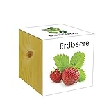 Extragifts ecocube Fragola - piante nel cubo di legno foto, nuovo 2024, miglior prezzo EUR 9,99 recensione