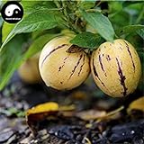 Comprare semi di melone Melanzana frutta 30pcs impianto Ginseng Fruit pepino Aiton foto, nuovo 2024, miglior prezzo EUR 14,51 recensione