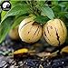foto Comprare semi di melone Melanzana frutta 30pcs impianto Ginseng Fruit pepino Aiton recensione