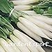 foto SEMI PLAT firm-100pcs bianco lungo sottile ravanello Seeds ravanello bianco lungo Ghiacciolo Raphanus Sativus Vegetable Seeds impianto fai da te recensione