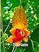 foto SEMI PLAT FIRM-Loss Promozione! Semi di verdure Momordica charantia zucca amara, Balsam, cetriolo, i familiari del giardino 20pcs / pack # 6CGLH5 recensione