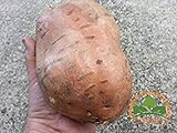 Perdita di promozione! semi di patata dolce, Batata Mameya di Prorganics 20pcs foto, nuovo 2024, miglior prezzo EUR 10,99 recensione