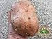 foto Perdita di promozione! semi di patata dolce, Batata Mameya di Prorganics 20pcs recensione