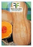 35 C.ca Semi Zucca Butternut Rugosa - Cucurbita moschata In Confezione Originale Prodotto in Italia - Zucche rugose foto, nuovo 2024, miglior prezzo EUR 7,40 recensione