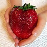 Visa Store Semi di fragola rossa gigante di Davitu 100Pcs Semi di Heirloom Super Japan Strawberry Garden foto, nuovo 2024, miglior prezzo  recensione
