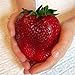 foto Visa Store Semi di fragola rossa gigante di Davitu 100Pcs Semi di Heirloom Super Japan Strawberry Garden recensione