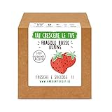 Garden Pocket - Fai crescere le tue FRAGOLE ROSSE - Kit di germinazione foto, nuovo 2024, miglior prezzo EUR 14,90 recensione
