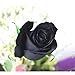 foto TOPmountain Semi di fiore misteriosa rosa nera 100pcs Bellissimi semi di fiori Semi di piante ornamentali da giardino recensione