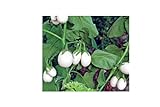 50x Speciale Seme Melanzana White Uova - Melanzana Seme Verdure K59 foto, nuovo 2024, miglior prezzo EUR 4,99 recensione