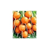 Shoopy Star Turno di carota Pariser Markt 4 - Daucus carota - 2550 semi foto, nuovo 2024, miglior prezzo  recensione