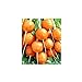 foto Shoopy Star Turno di carota Pariser Markt 4 - Daucus carota - 2550 semi recensione