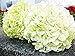 foto impianto di 10 pezzi di ortensia Paniculata vaniglia Fraise semi fragola ortensia di semi di bonsai in vaso di fiori per il giardino di casa 1 recensione
