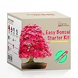 Fai crescere il tuo kit di bonsai - Fai crescere facilmente 4 tipi di alberi bonsai con il nostro kit di base completo di semi di bonsai per principianti - kit regalo con semi unici foto, nuovo 2024, miglior prezzo EUR 17,99 recensione