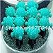 foto Pinkdose 100 Pz/Borsa Arcobaleno Mini Cactus Bonsai Piante grasse Rare Fioritura Interna Cactus Pianta Ornamenti da Giardino perenni Semillas De Flor: 8 recensione