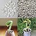 foto Portal Cool Semi 50Pcs decorazione vegetale Growing bonsai verdi semi Fagioli Pianta semi Wst 01 recensione