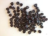 20 semi di mais nero Piante semi di ortaggi frutta Seeds foto, nuovo 2024, miglior prezzo EUR 3,50 recensione