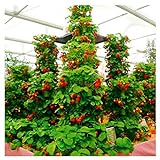 100pcs / confezione gigante di fragola fragola scalare big red piante semi a casa garden foto, nuovo 2024, miglior prezzo EUR 1,99 recensione
