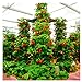 foto 100pcs / confezione gigante di fragola fragola scalare big red piante semi a casa garden recensione