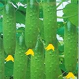 Harddo Cetriolo Seeds Green Vegetable Dutch Cucumber Cuke Seeds Mini Frutta foto, nuovo 2024, miglior prezzo EUR 1,00 recensione