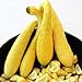 foto Zucchino giallo rugoso Friulano (Semente) recensione