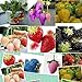 foto 1500 semi 15 tipi di semi di fragola nero, bianco, giallo, blu, rosso, giganti, arancio, pruple, verde giardino piante da frutto liberano la nave recensione