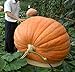 foto Portal Cool Piante 20Pcs zucca gigante bonsai Halloween commestibile non OGM alimentari ricco di sostanze nutritive recensione
