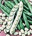 foto Shoopy Star Semi di zucca zucchine Beloplodny Bianco Verdura Organic Heirloom Russia Ucraina recensione