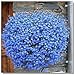 foto 400pcs! Famiglia perenne piante da giardino, fiore di lino blu fiori, piante in vaso sospeso, fiore blu semi di lino Hanging recensione