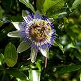 I semi di fiore della passione blu - Passiflora caerulea foto, nuovo 2024, miglior prezzo EUR 3,44 recensione