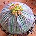 foto Pinkdose 50 pc Rare Piante grasse Arcobaleno Cactus Bonsai Pseudotruncatella Living Stone Rare Piante Catus Succulentas Giardino domestiche: Viola recensione
