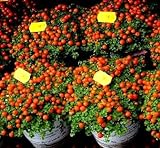 Semi di pomodoro ciliegio - Lycopersicon esculentum foto, nuovo 2024, miglior prezzo EUR 3,39 recensione