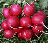 Plantree Crimson Giant: 200+ Nuovi Semi di ravanello Non OGM - Champion Cherry Belle Crimson Giant Scarlet Globe foto, nuovo 2024, miglior prezzo  recensione