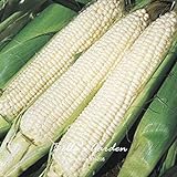 SEMI PLAT firm-20pcs regina semi ibridi di mais di verdure giardino domestico di DIY BonsaÃ¯Pianta foto, nuovo 2024, miglior prezzo EUR 12,99 recensione