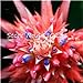 foto Pinkdose 50 Pz Rare Pink Bromeliad Tillandsia Bulbosai, Pigri Piante Mini Cactus Pot Crescita Naturale Succulenta Seedsplant per la Casa Giardino: 15 recensione