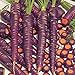 foto PLAT FIRM Germinazione I semi PLATFIRM-carota Semi 500 Purple Haze Carota ibride recensione