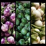SEMI PLAT FIRM- (400) commestibili semi di verdure asiatica rotonda bianco, viola Thai melanzana (Solanum Melongena) da Kitchenseeds foto, nuovo 2024, miglior prezzo EUR 12,99 recensione