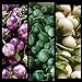 foto SEMI PLAT FIRM- (400) commestibili semi di verdure asiatica rotonda bianco, viola Thai melanzana (Solanum Melongena) da Kitchenseeds recensione
