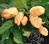 HABANERO PEACH (Usa) 10 SEMI peperoncino aroma fruttato color pesca foto, nuovo 2024, miglior prezzo EUR 4,90 recensione