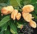 foto HABANERO PEACH (Usa) 10 SEMI peperoncino aroma fruttato color pesca recensione